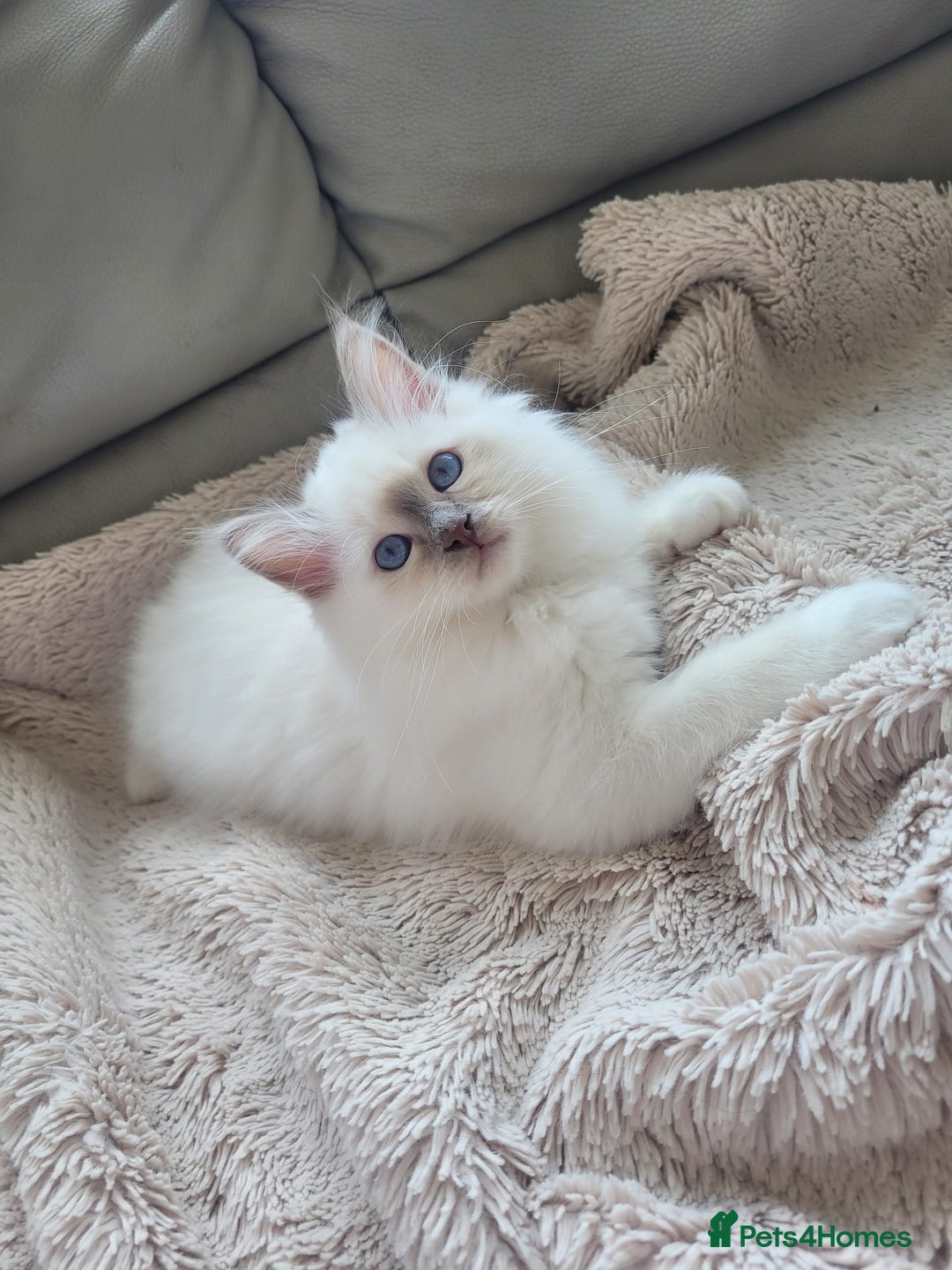 Birman cats for sale: Birman babies ready now. 26 years experience  in Billingham - Image 7