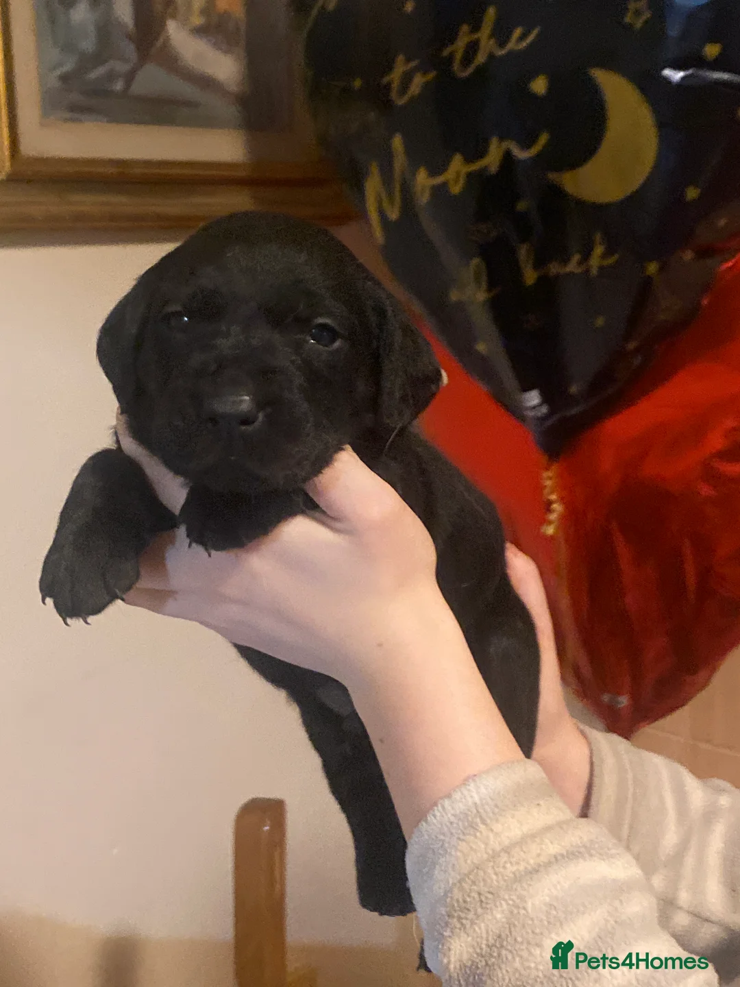Labrador Retriever dogs for sale: Lovely Labrador puppies  in Bourne - Advert 5