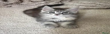 Maine Coon Kitten 2