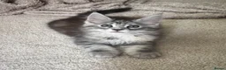 Maine Coon cats for sale: LAST GIRL AVAILABLE TICA Registered Maine Coons🩷 - Advert 22