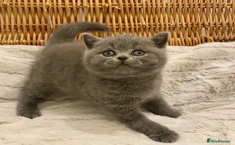 British Shorthair cats - Advert 11