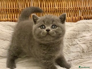 British Shorthair cats - Advert 4