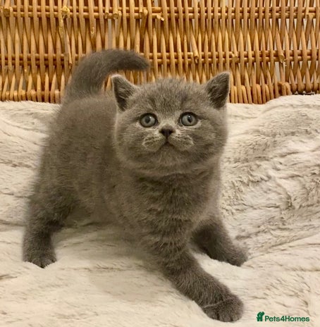 British Shorthair cats - Advert 11