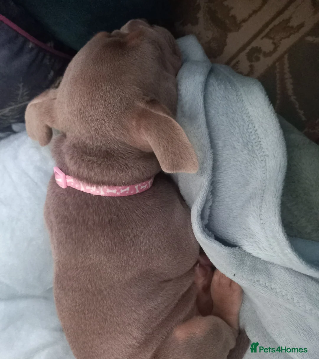 Mixed Breed dogs for sale: French bulldog +pocket bully in Birmingham - Advert 2