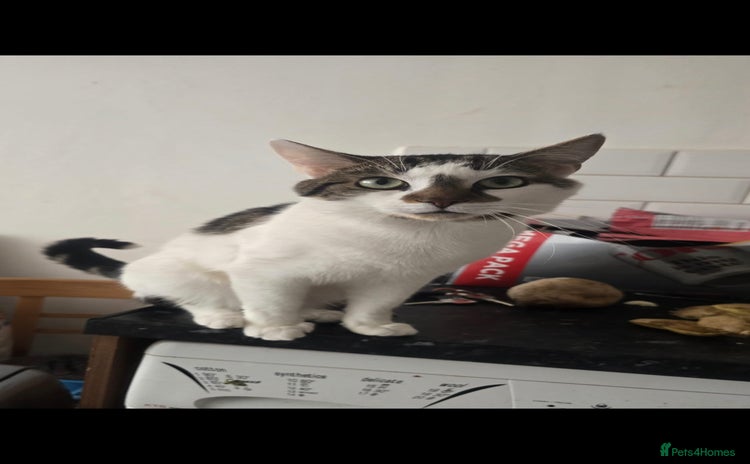 Mixed Breed cats - Advert 1