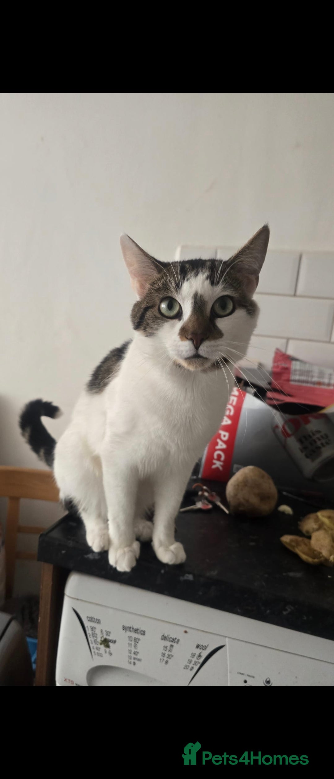 Mixed Breed cats for stud: Tom the cat for adoption no fee required - Image 1