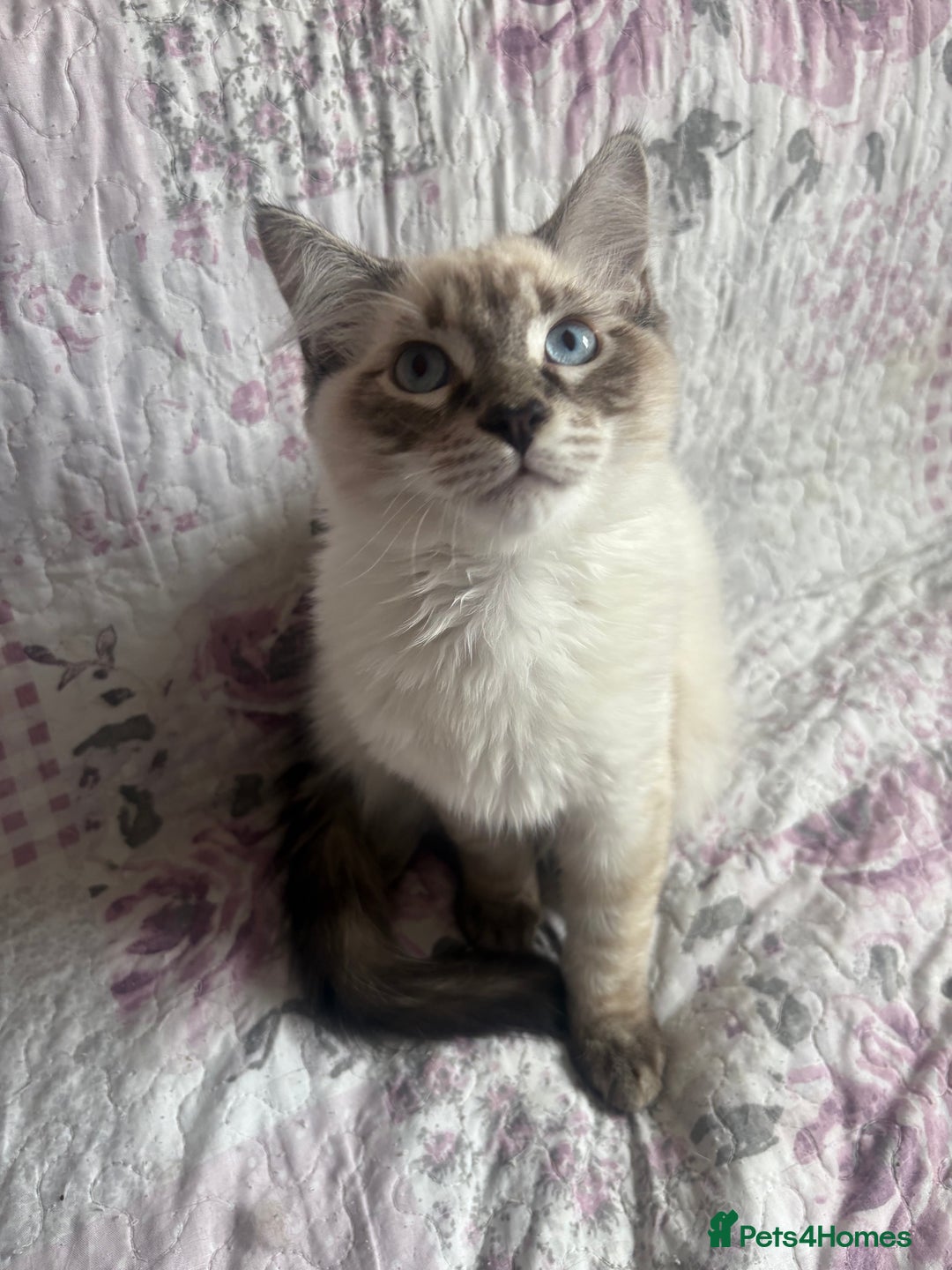 Siamese cats for sale: Siamese cross ragdoll adorable and cutest kittens  - Image 9