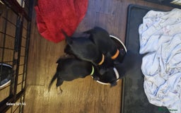 Mixed Breed dogs for sale: 4 french bulldog x boarder terror girls  - Image 4