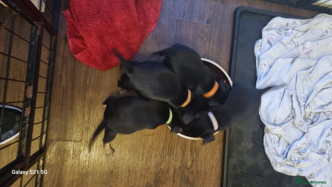 Mixed Breed dogs for sale: 4 french bulldog x boarder terror girls  - Image 4