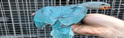 Parrots birds for sale: Super friendly Indian talking Ringneck parrot  - Advert 6