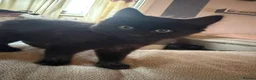 Mixed Breed cats for sale: Kittens £100 to go together to a happy home in Staines - Advert 6