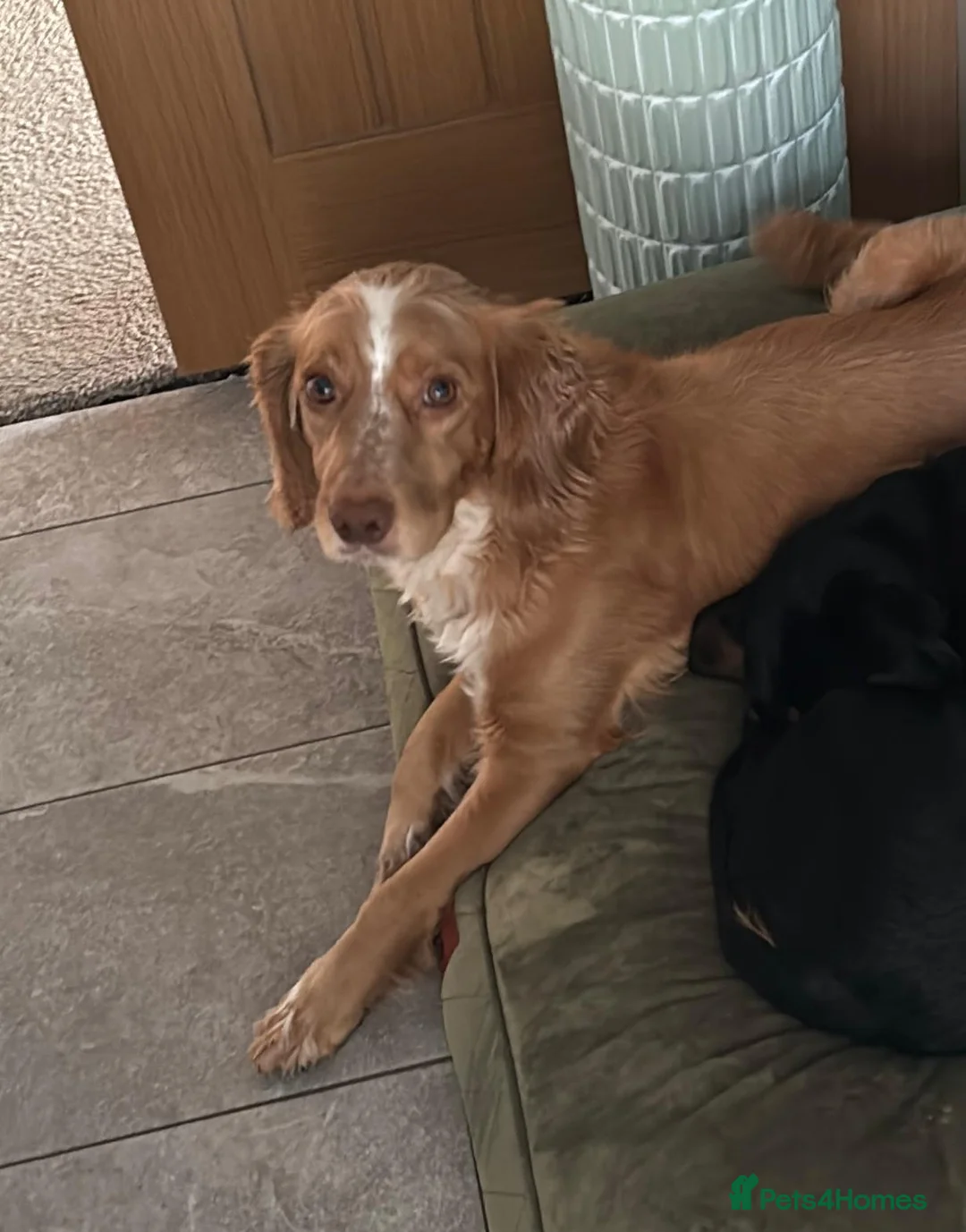 Cockapoo dogs for sale: Beautiful f1 red cockerpoos - Advert 8