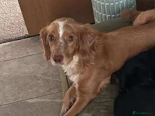 Cockapoo dogs Beautiful f1 red cockerpoos - Advert 1