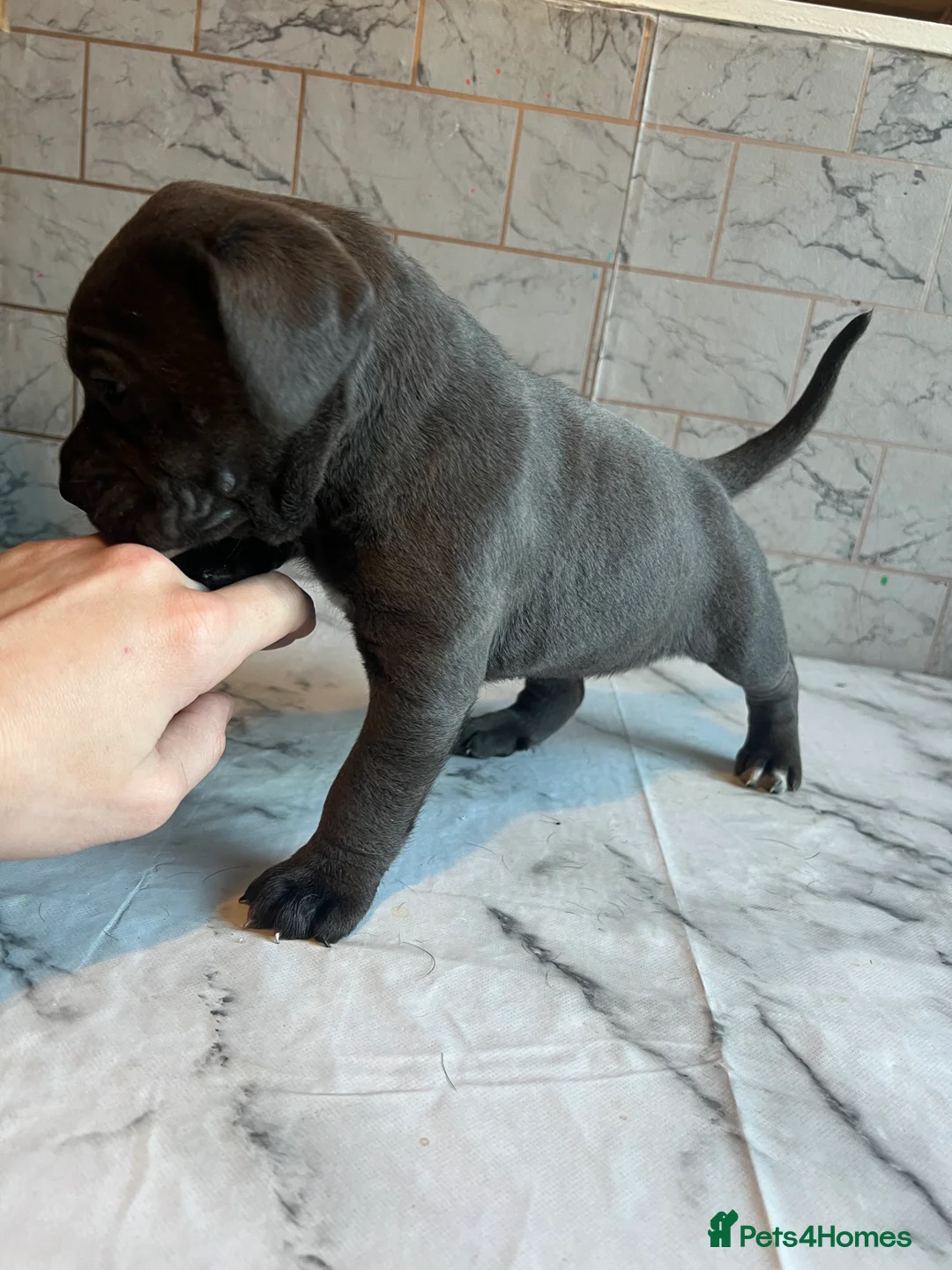 Cane Corso dogs for sale: Cane corso puppies - Advert 3