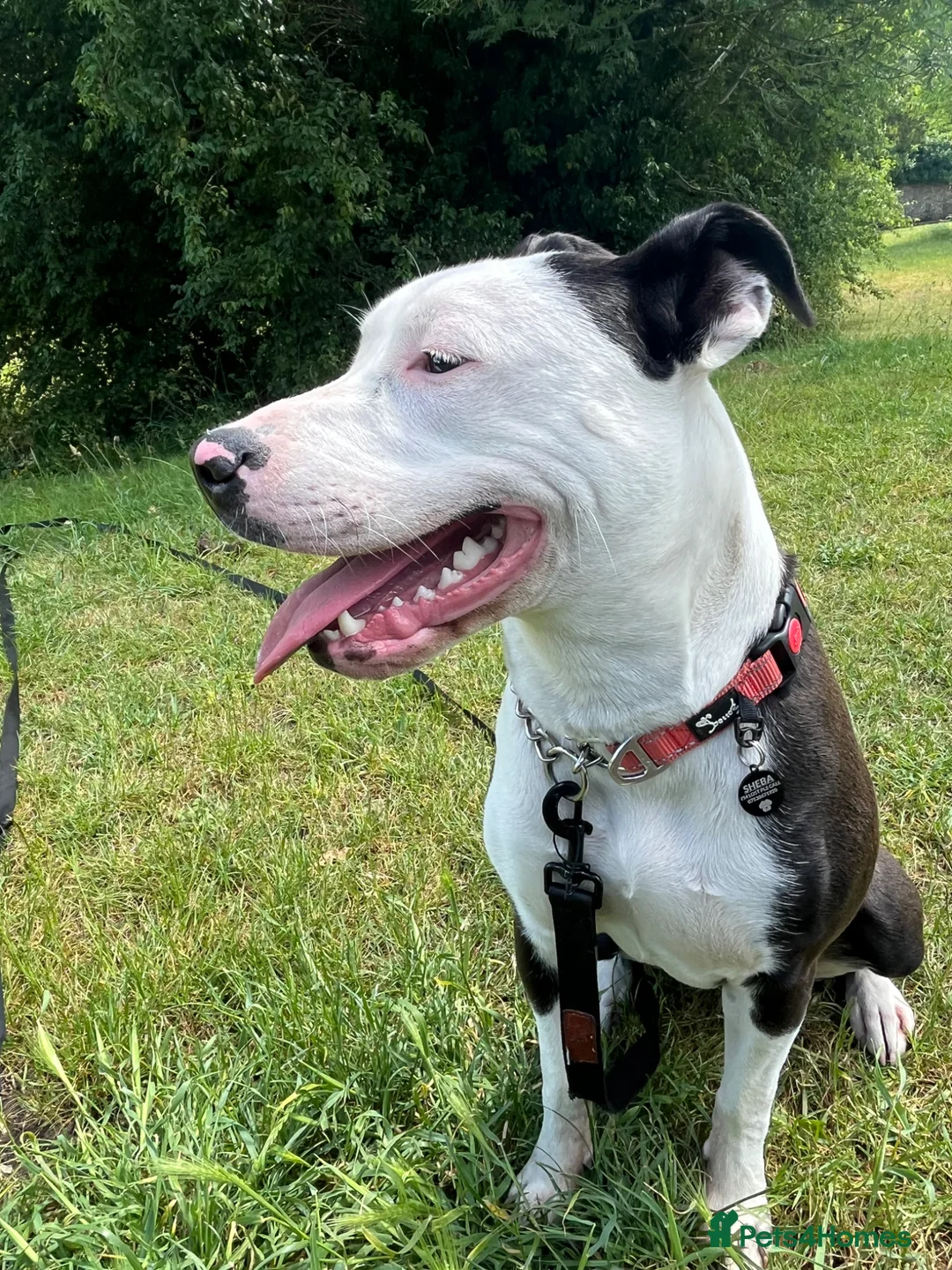 Mixed Breed dogs for sale: Stunning staffyxbullmastiff - Advert 2