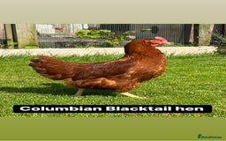 Chickens poultry for sale: Coloured hybrid hens at pol - Image 10