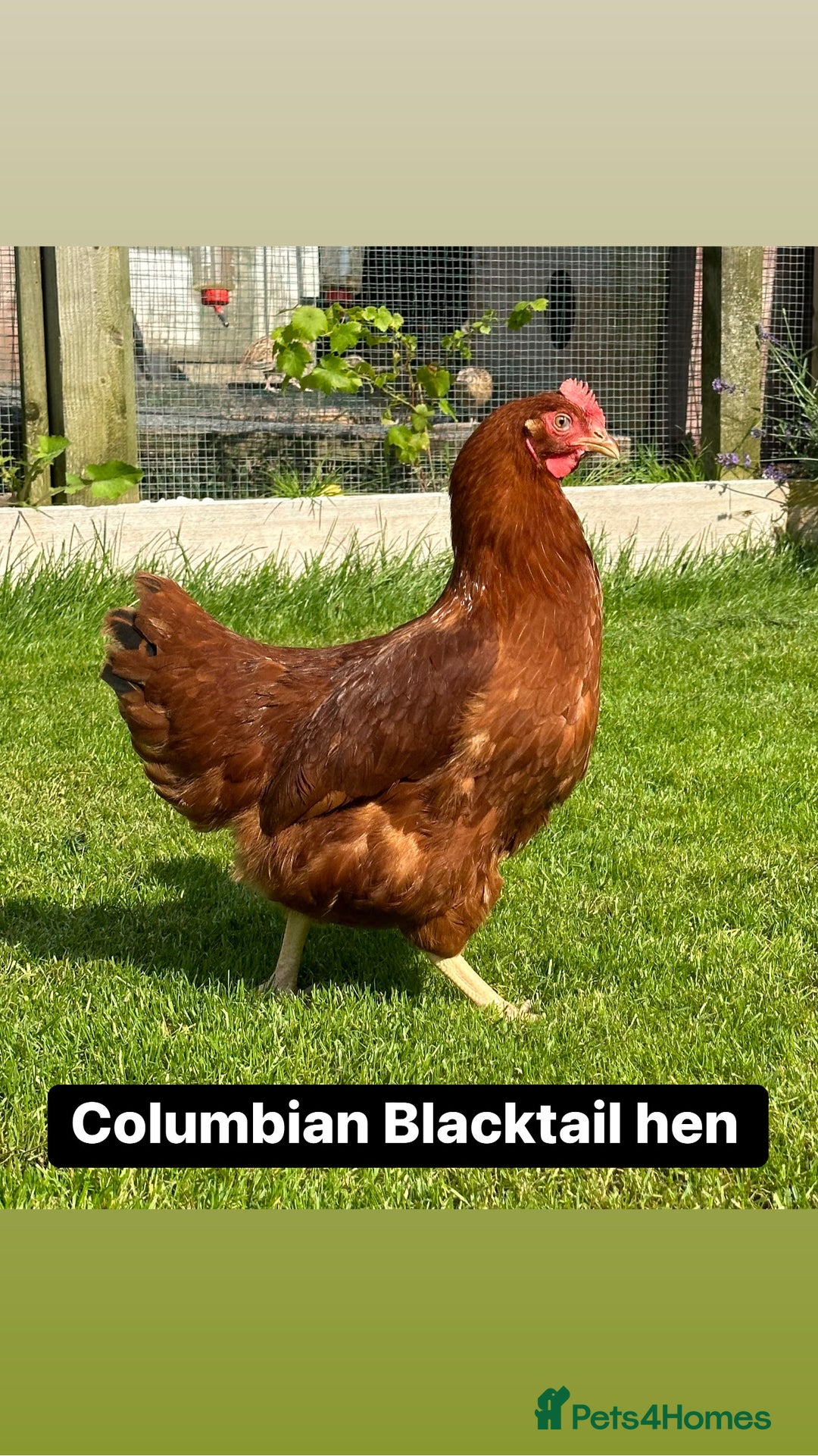 Chickens poultry for sale: Coloured hybrid hens at pol - Image 10