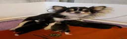 Chihuahua dogs for sale: Beautiful RKC Registered Puppies GIRLS - Advert 3