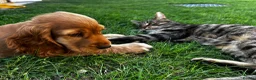 Cocker Spaniel dogs for sale: Beautiful show cocker spaniel for adoption  - Advert 6