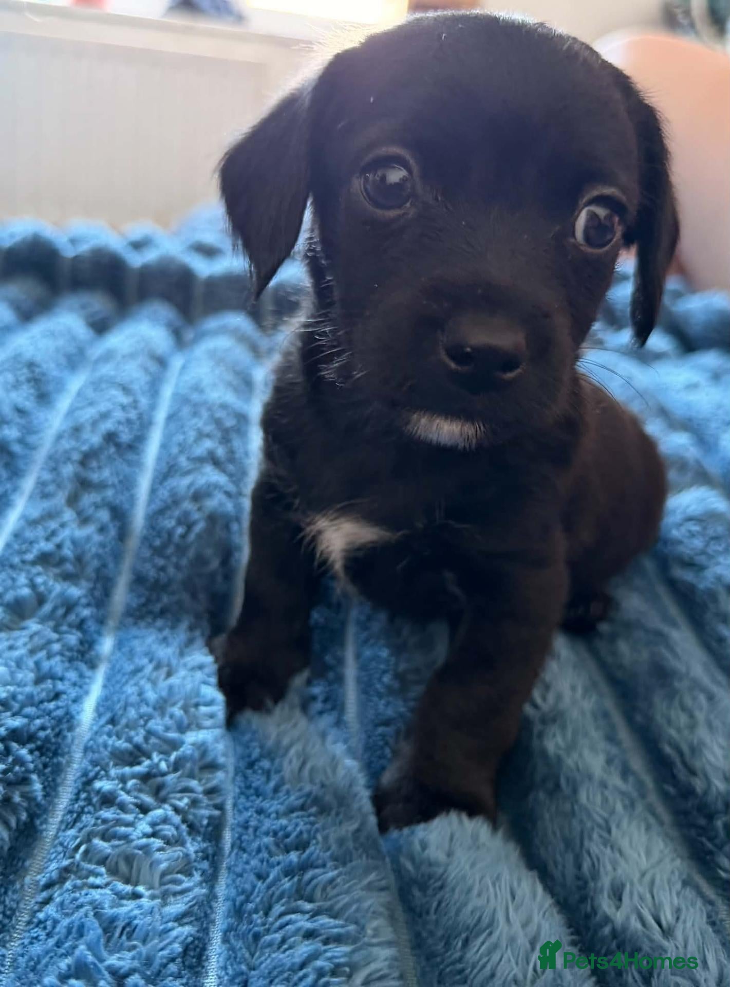 Mixed Breed dogs Dachshund & maltese Mauxie - Advert 12