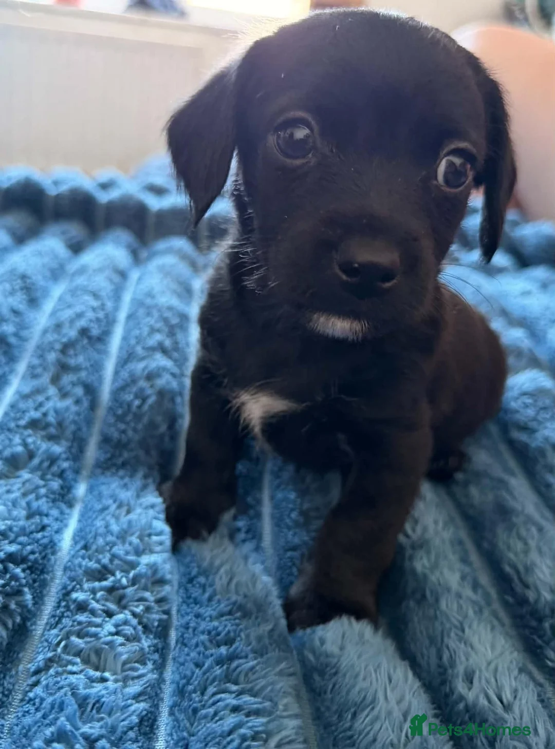 Mixed Breed dogs for sale: Dachshund & maltese Mauxie - Advert 1