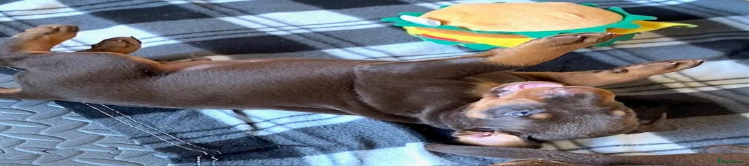 Dobermann Puppy 2