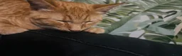 British Shorthair cats for sale: Mbappe  in Birmingham - Advert 11