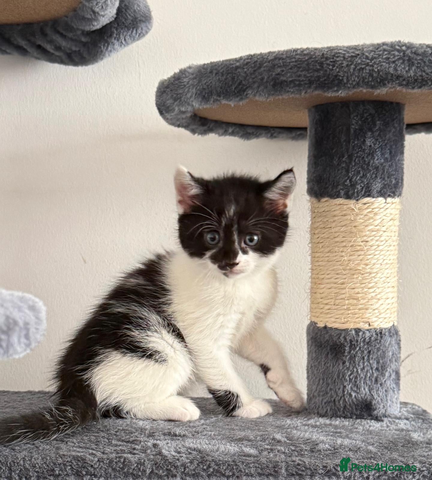 Mixed Breed cats Mixed Maine Coon kittens  - Advert 3