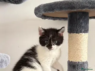 Mixed Breed cats Mixed Maine Coon kittens-Ready 25th of July - Advert 1