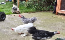 Chickens poultry for sale: Pekin bantem cockerils  - Image 9