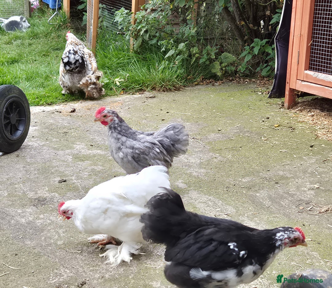 Chickens poultry for sale: Pekin bantem cockerils  - Image 9