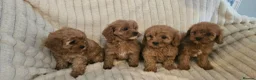 Cavapoo dogs for sale: Cavapoo Deep Red Puppies  - Advert 4