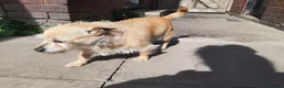 Jack Chi dogs for sale: Jack chi female Honey - Advert 8