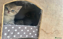 British Shorthair cats for sale: British shorthair kittens  - Image 28