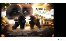 Cavapoo dogs for sale: 🐩 Stunning Chocolate KC Poodle – Lorde– 🐩 - Image 14