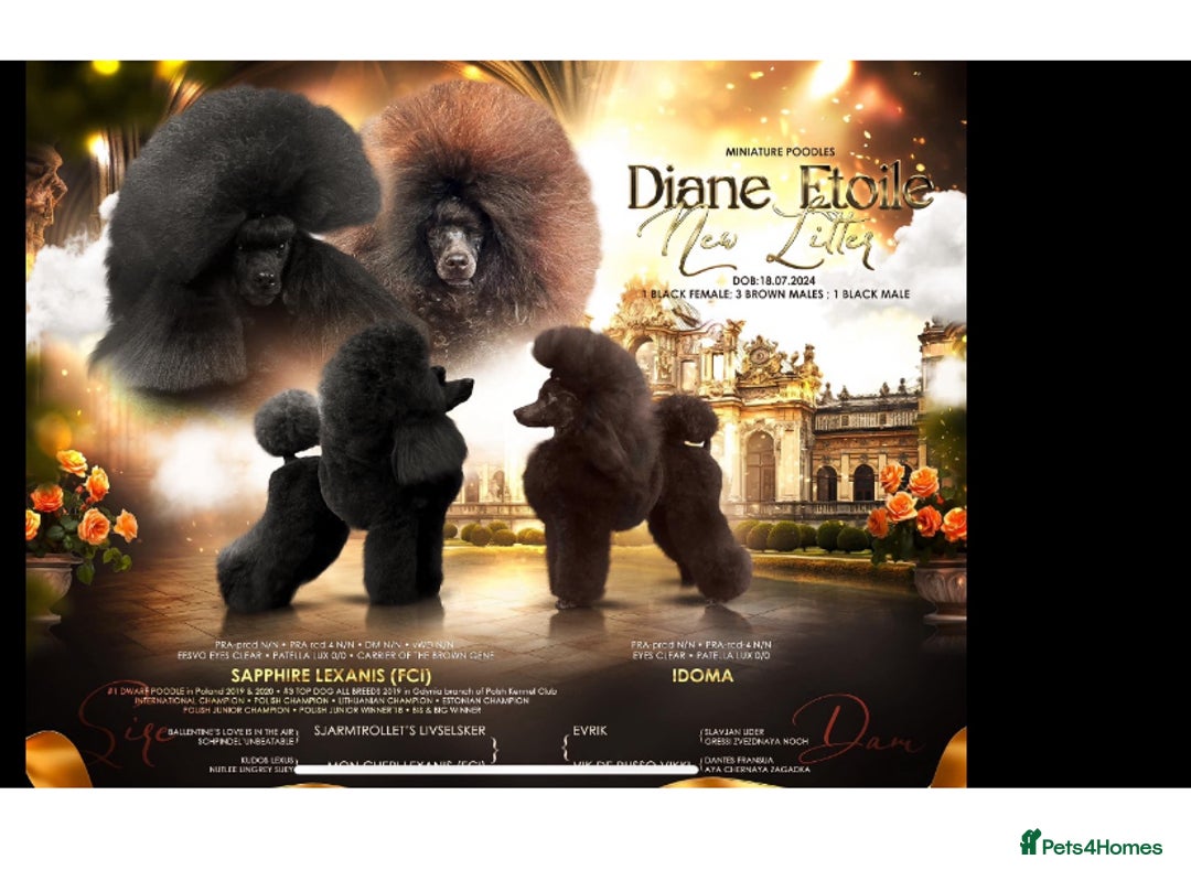 Cavapoo dogs for sale: 🐩 Stunning Chocolate KC Poodle – Lorde– 🐩 - Image 14