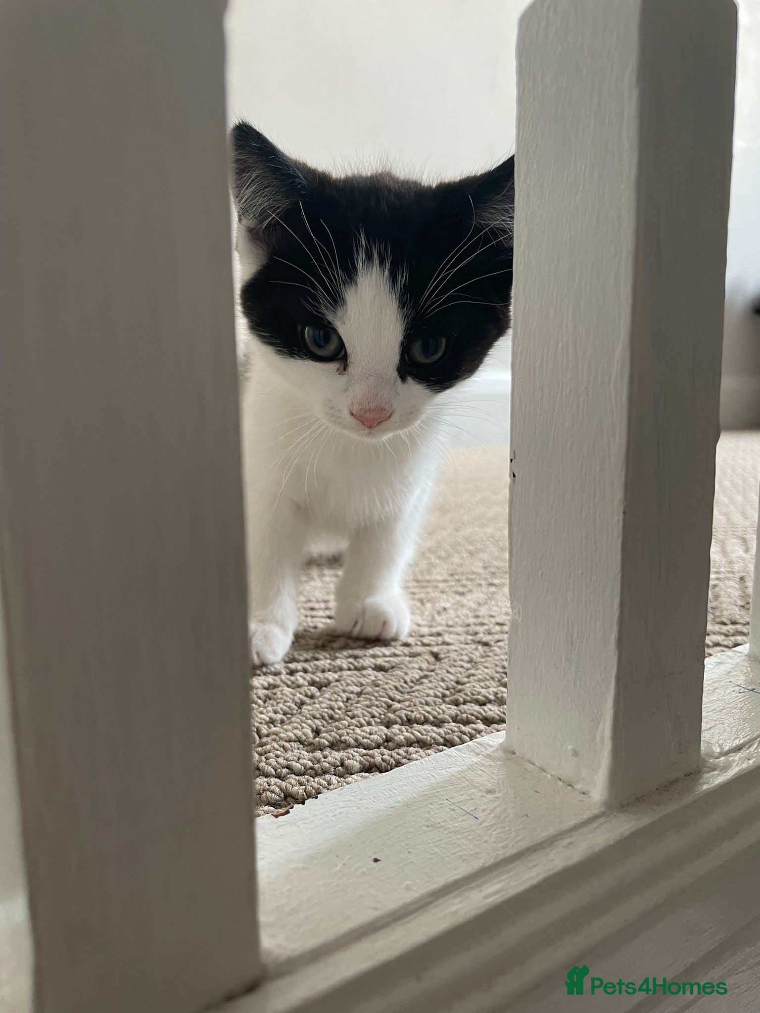 American Shorthair cats Three gorgeous tuxedo kittens for sale - Advert 3