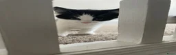 American Shorthair cats for sale: Three gorgeous 12 week tuxedo kittens ready to go! - Advert 1