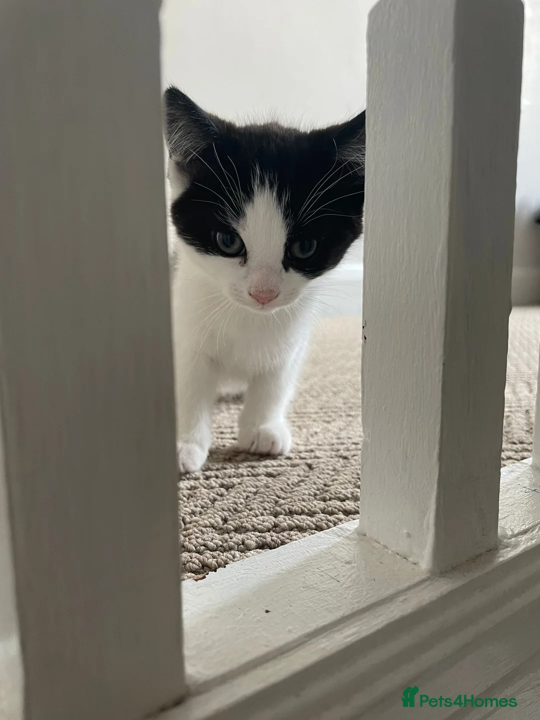 American Shorthair cats for sale: Three gorgeous 12 week tuxedo kittens ready to go! - Advert 1