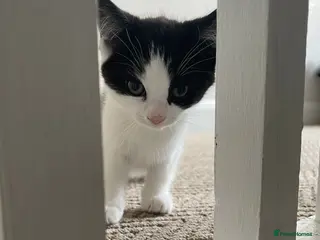 American Shorthair cats Three gorgeous tuxedo kittens for sale - Advert 3