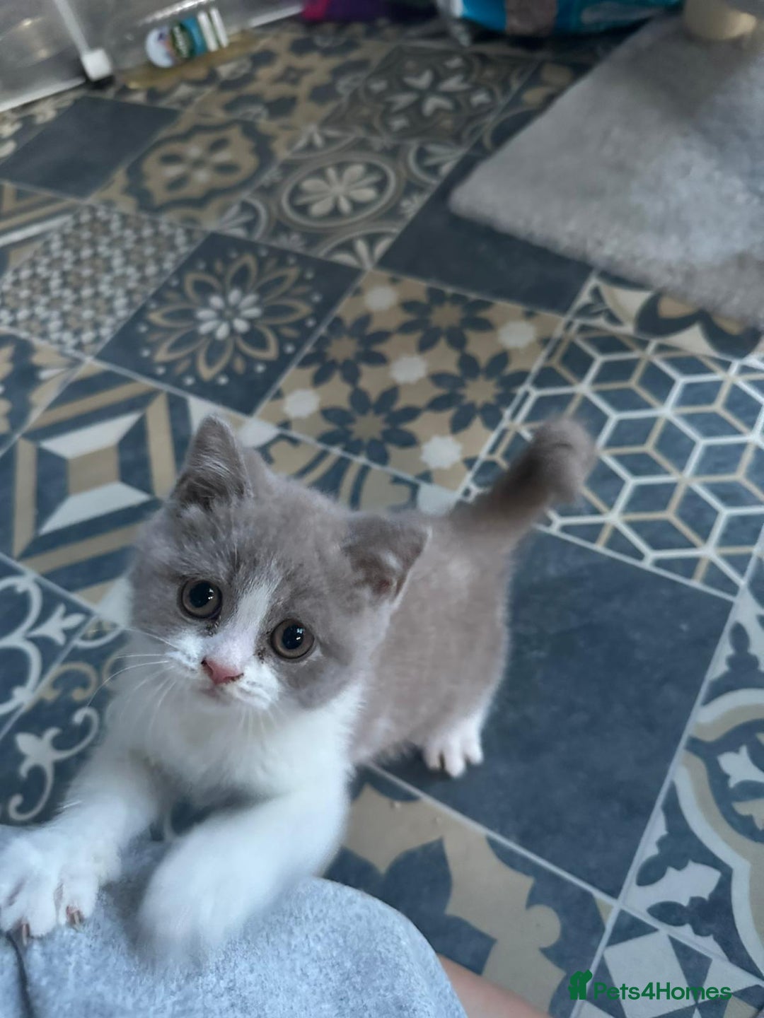British Shorthair cats for sale: Bsh reading now 1 girl - Image 8