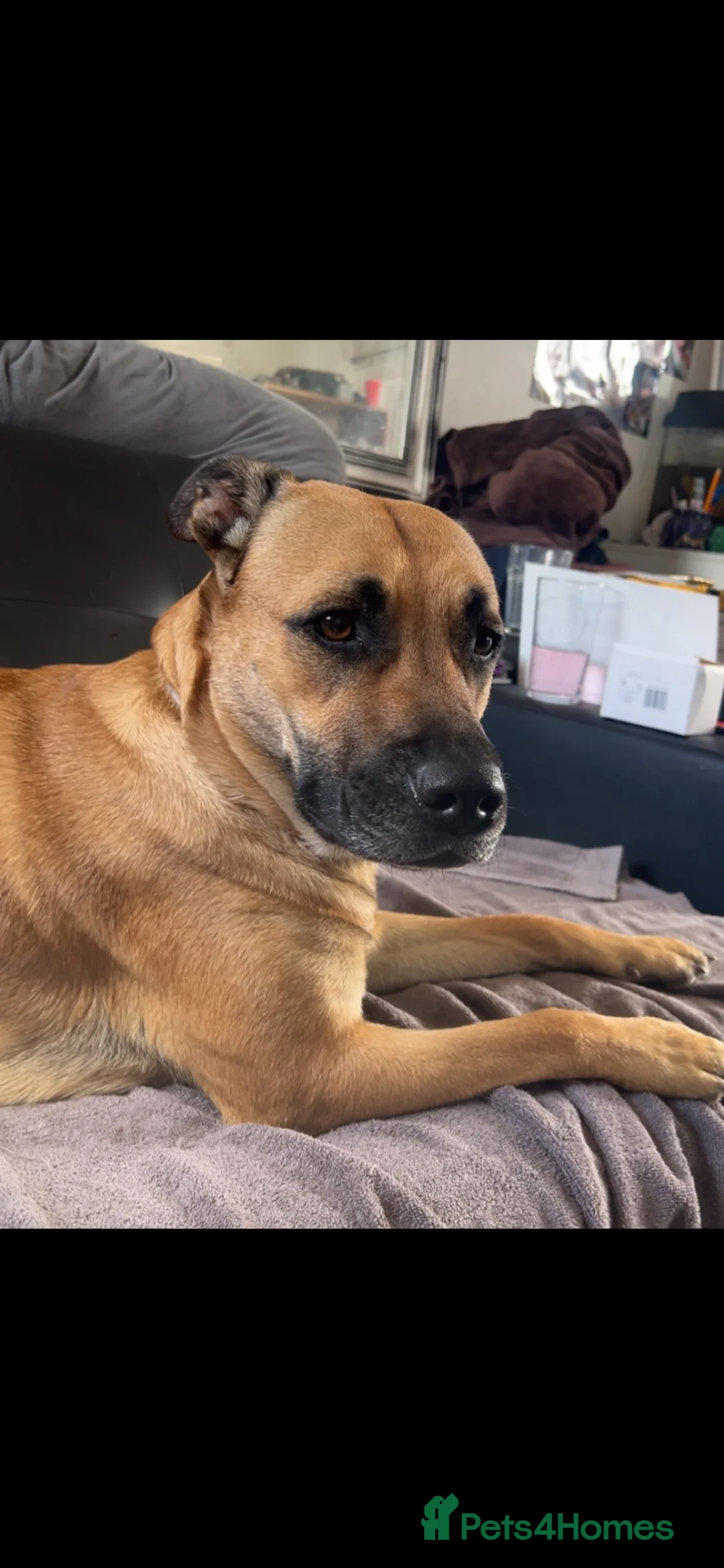 Mixed Breed dogs for sale: Rehoming this beauty unfortunately in Stevenage - Advert 2