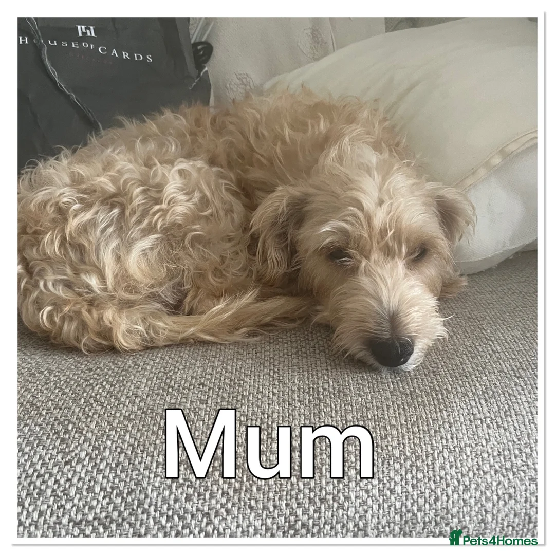 Mixed Breed dogs for sale: One boy remaining  - Advert 2