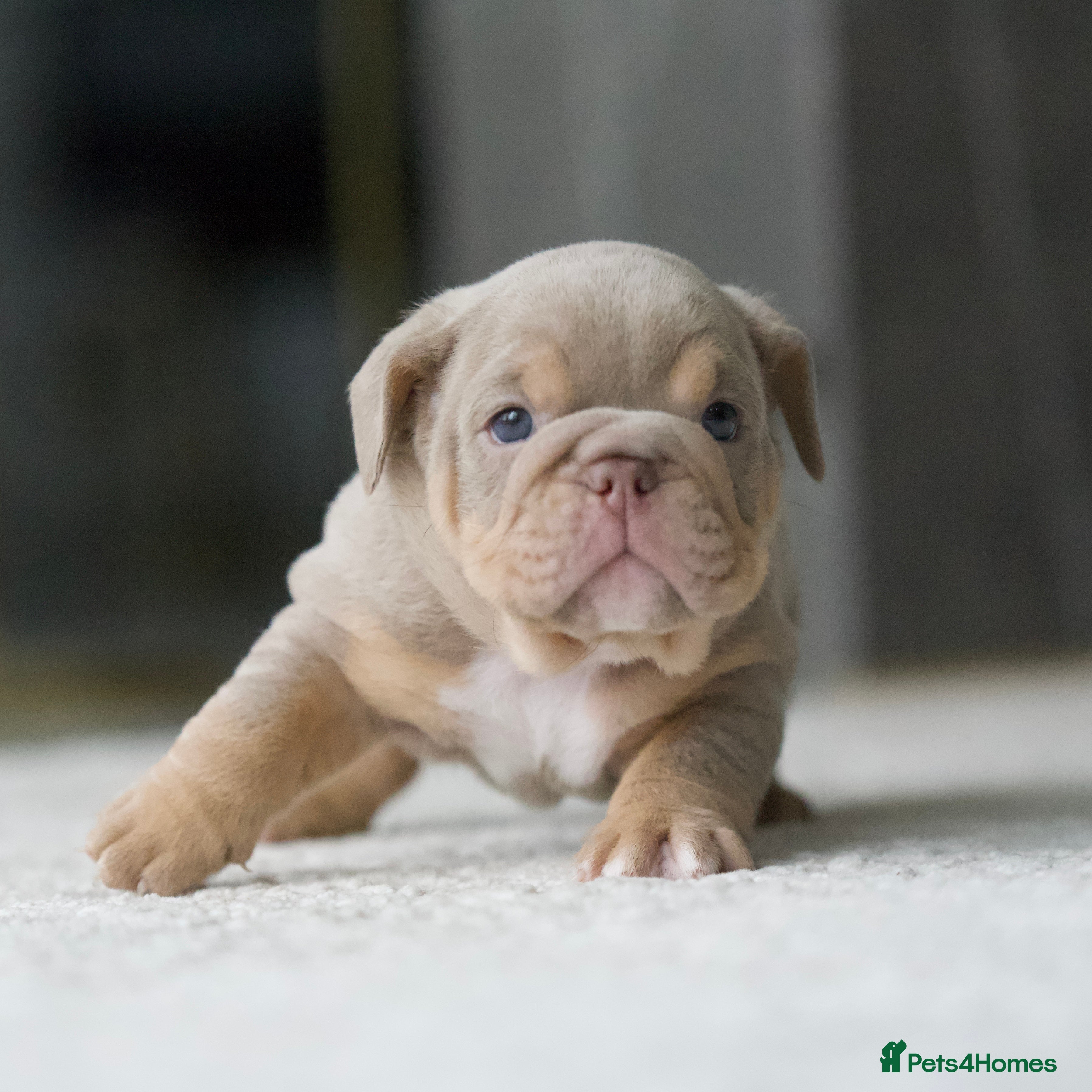 English Bulldog dogs ***EPIC BULLYZ RARE BULLDOGS*** - Advert 2