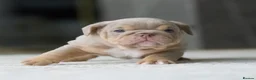 English Bulldog dogs for sale: ***EPIC BULLYZ RARE BULLDOGS*** in Halesowen - Advert 2