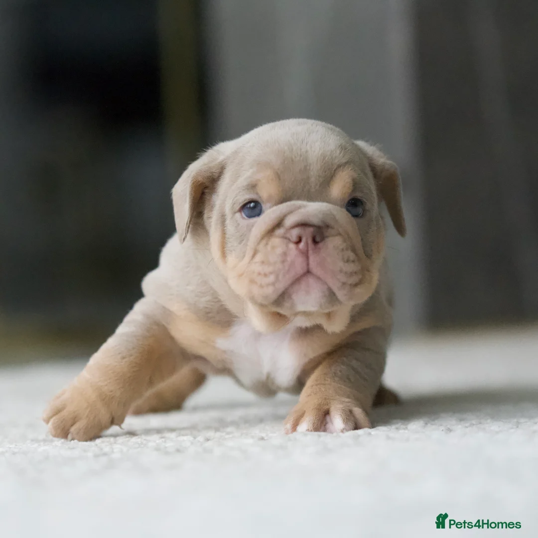 English Bulldog dogs for sale: ***EPIC BULLYZ RARE BULLDOGS*** in Halesowen - Advert 2