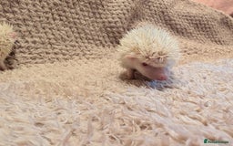 Pygmy Hedgehog rodents for sale: Little baby albino hedgehog Ruby red eyes.  - Image 4