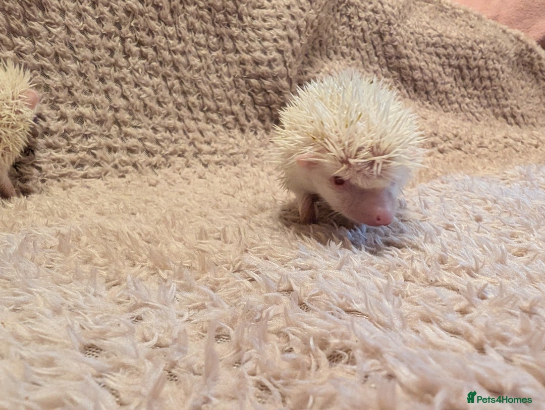 Pygmy Hedgehog rodents for sale: Little baby albino hedgehog Ruby red eyes.  - Image 4