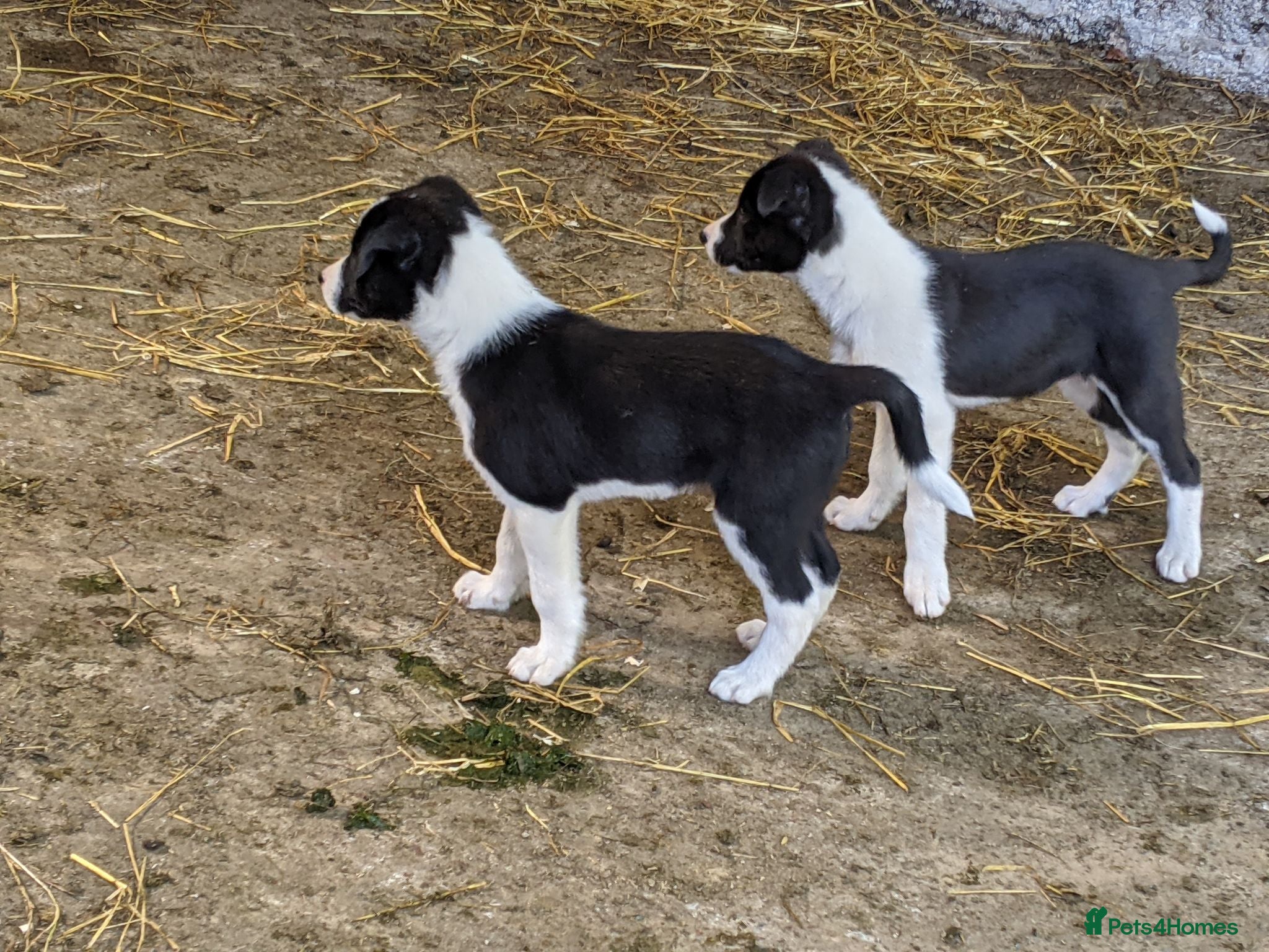 Border Collie dogs Isds border collie pups for sale - Advert 1