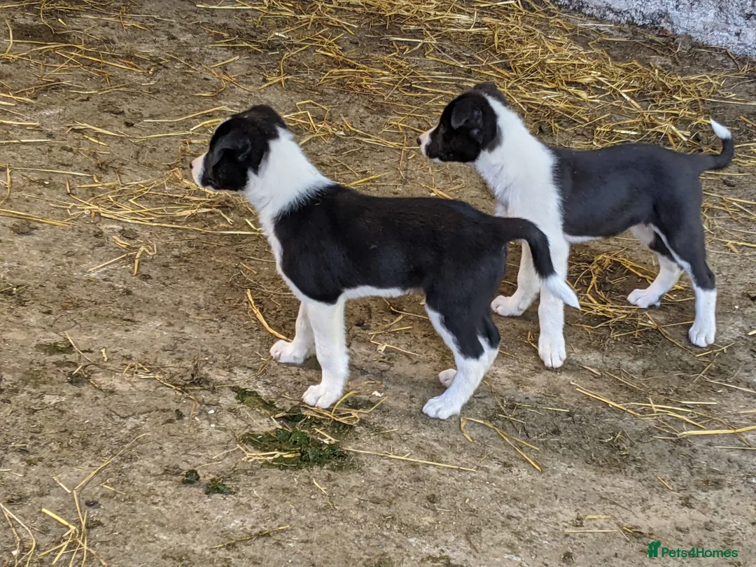 Border Collie dogs for sale: Isds border collie pups for sale in Keith - Advert 1